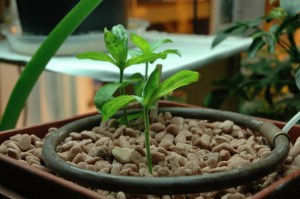 Growstone-photo-Hydro-page-Top-Drip-set-up-2-1024x680