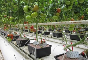 Overview-of-a-commercial-greenhouse-trial